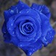 8ac80d5304abdcb1566e6f06e4299880  blue roses rose flowers